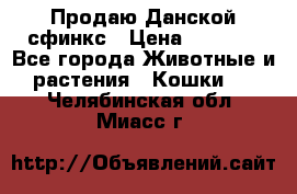  Продаю Данской сфинкс › Цена ­ 2 000 - Все города Животные и растения » Кошки   . Челябинская обл.,Миасс г.